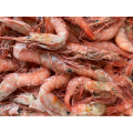 Red Deep Sea Prawn Chinese Frozen Red Deep Sea Prawn Supplier